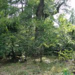 Eiche Prinzessinnengarten