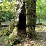 Der hohle Stamm