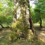 Eiche ca. 650 Jahre alt