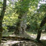 Eiche mit Hainbuchenkranz